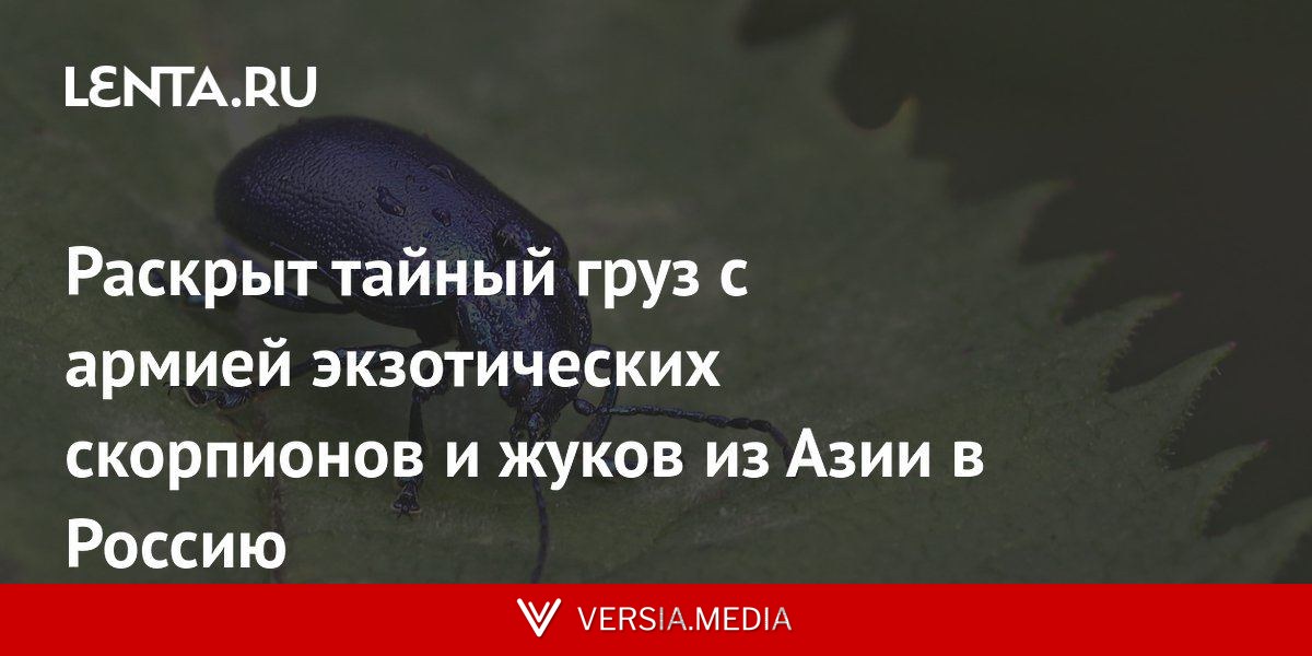 Раскрыт тайный груз с армией экзотических скорпионов и жуков из Азии в Россию