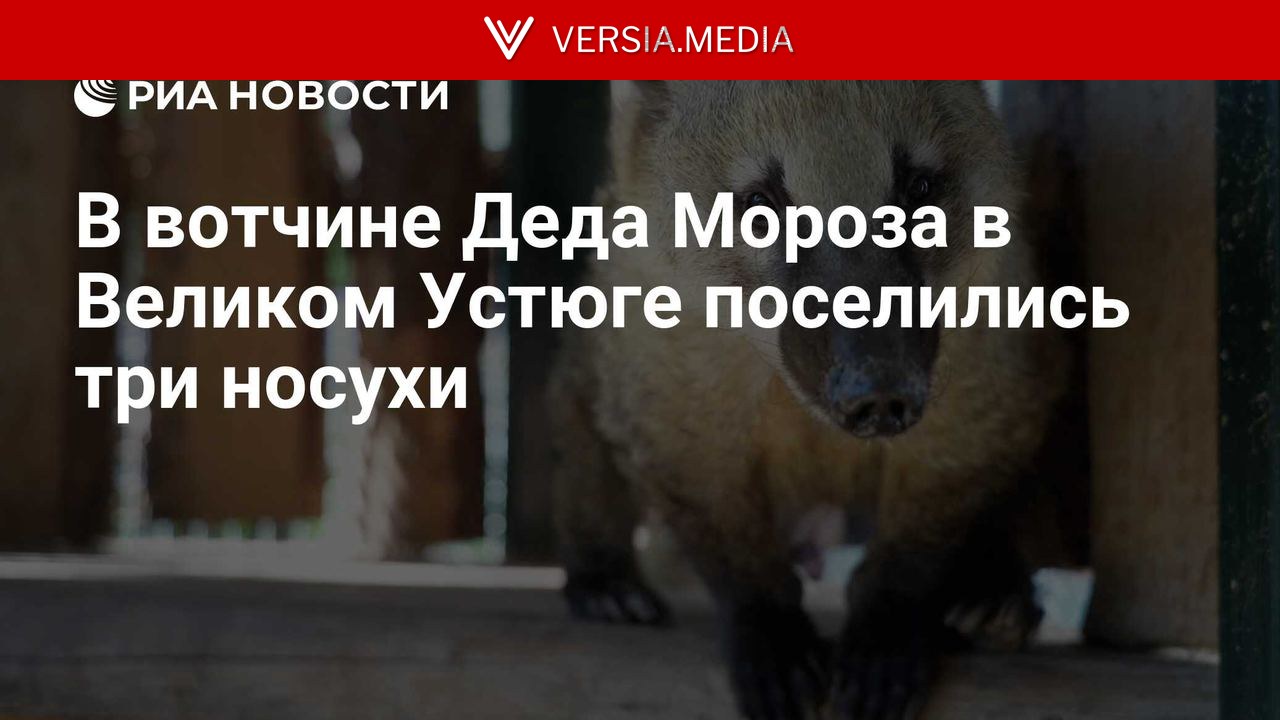 В вотчине Деда Мороза в Великом Устюге поселились три носухи — World News | Versia.media