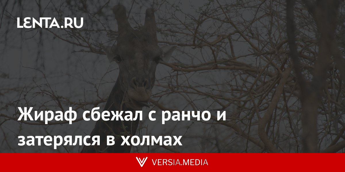 Жираф сбежал с ранчо и затерялся в холмах