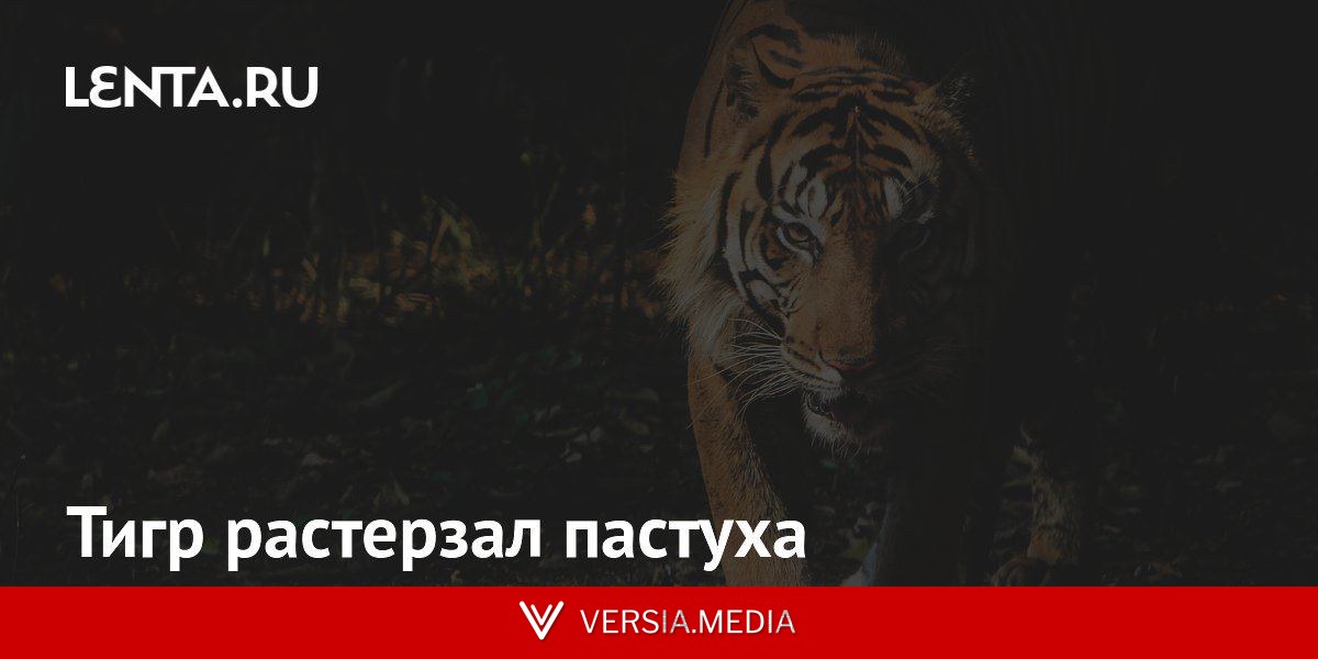 Тигр растерзал пастуха