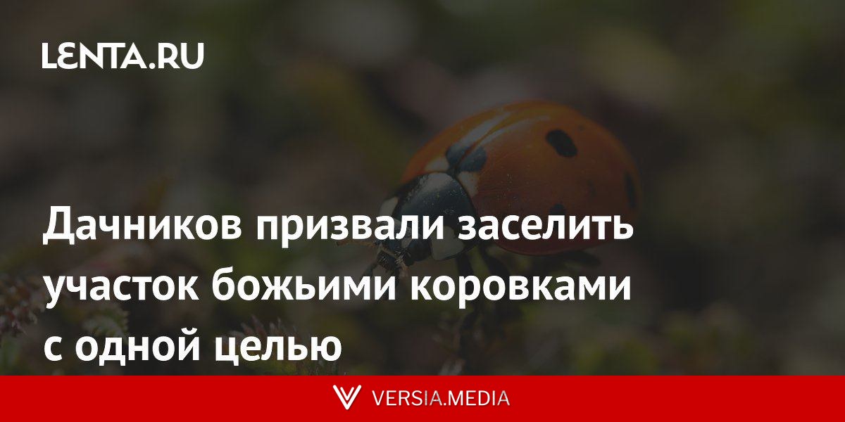 Дачников призвали заселить участок божьими коровками с одной целью