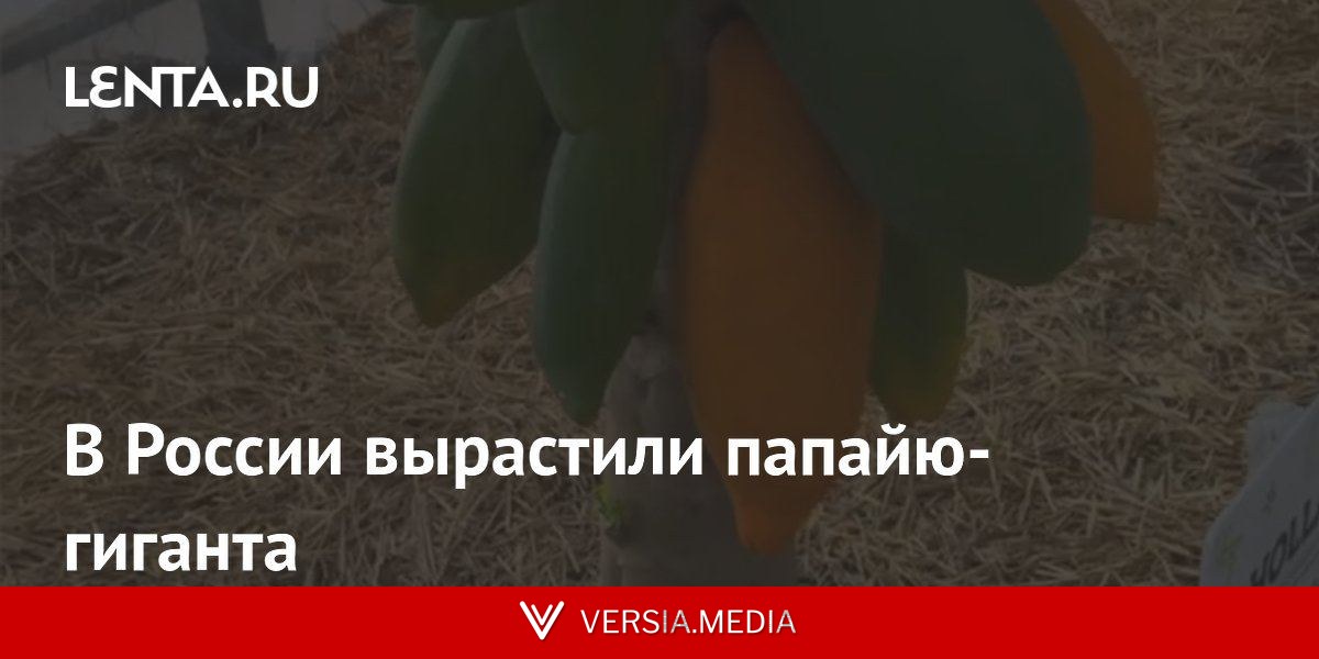 В России вырастили папайю-гиганта