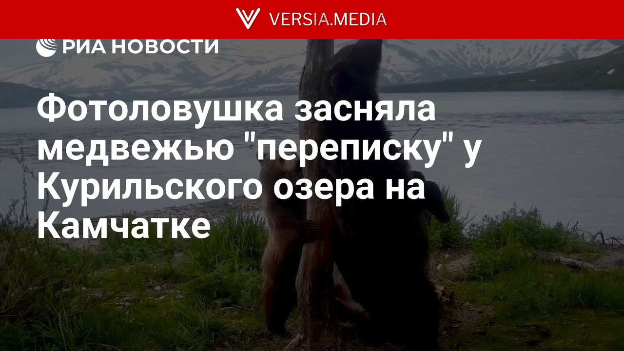 Фотоловушка засняла медвежью 