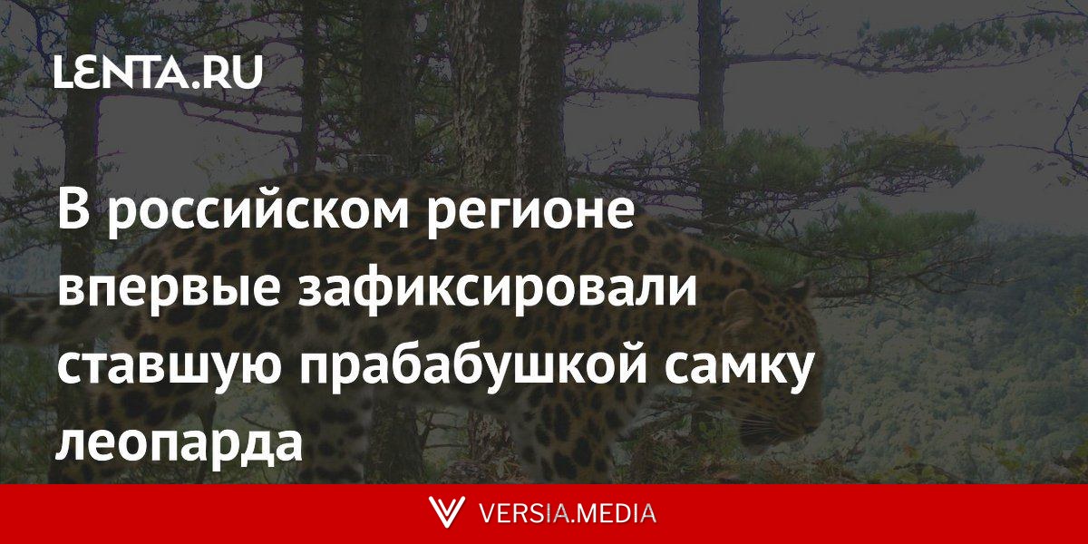 В российском регионе впервые зафиксировали ставшую прабабушкой самку леопарда