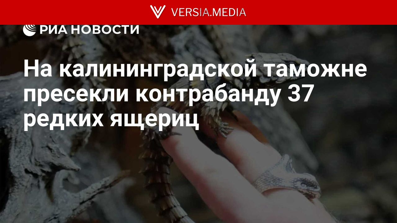 На калининградской таможне пресекли контрабанду 37 редких ящериц