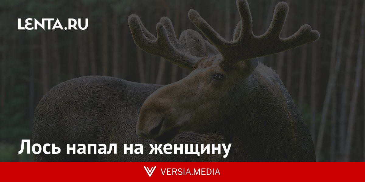 Лось напал на женщину