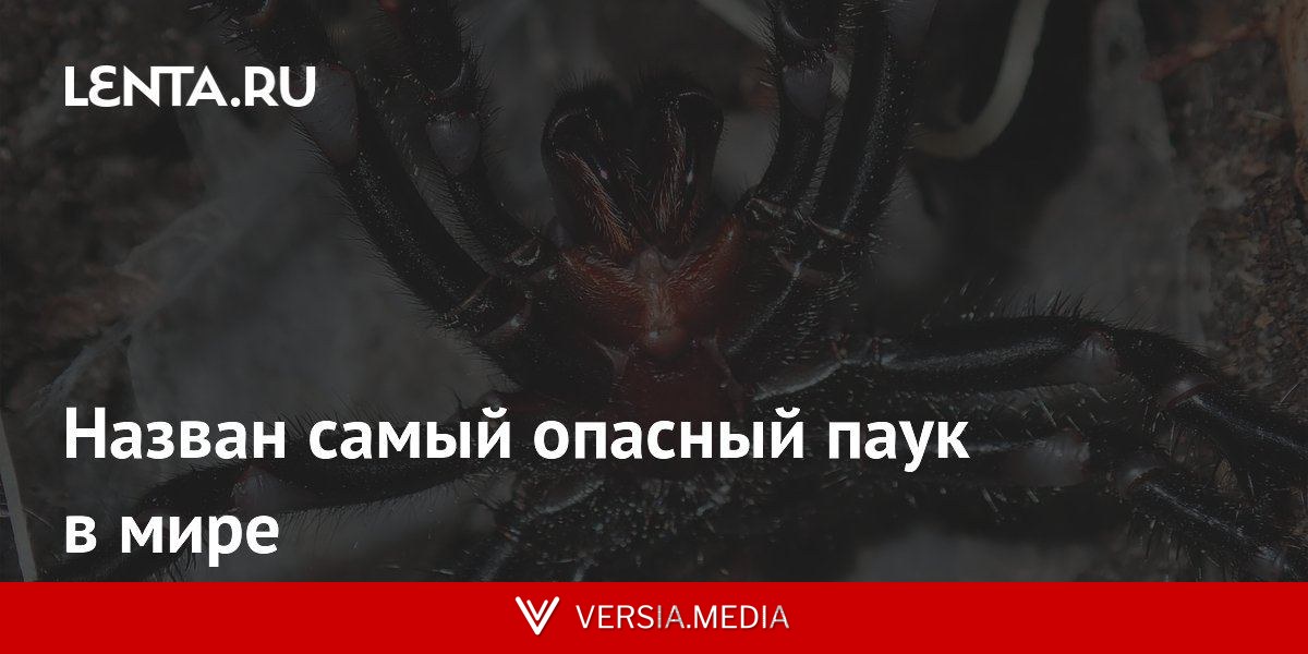 Назван самый опасный паук в мире