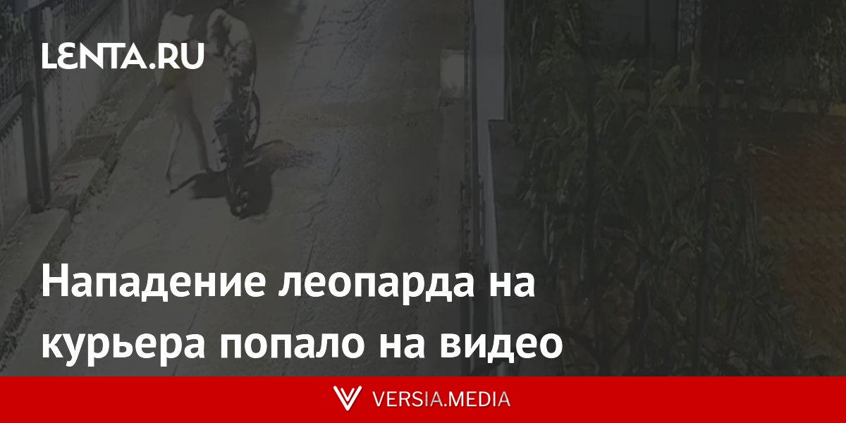 Нападение леопарда на курьера попало на видео
