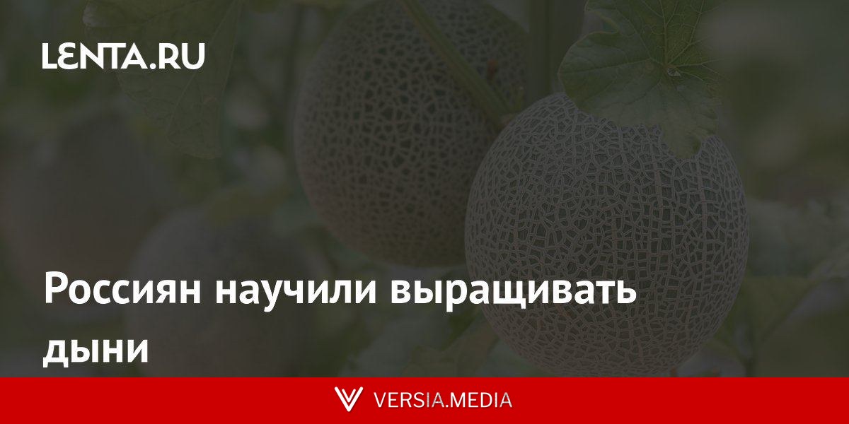 Россиян научили выращивать дыни