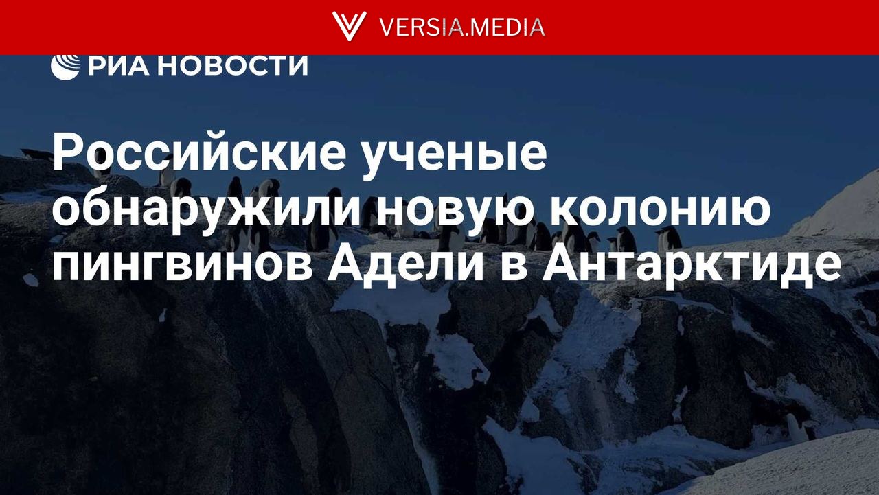 Российские ученые обнаружили новую колонию пингвинов Адели в Антарктиде