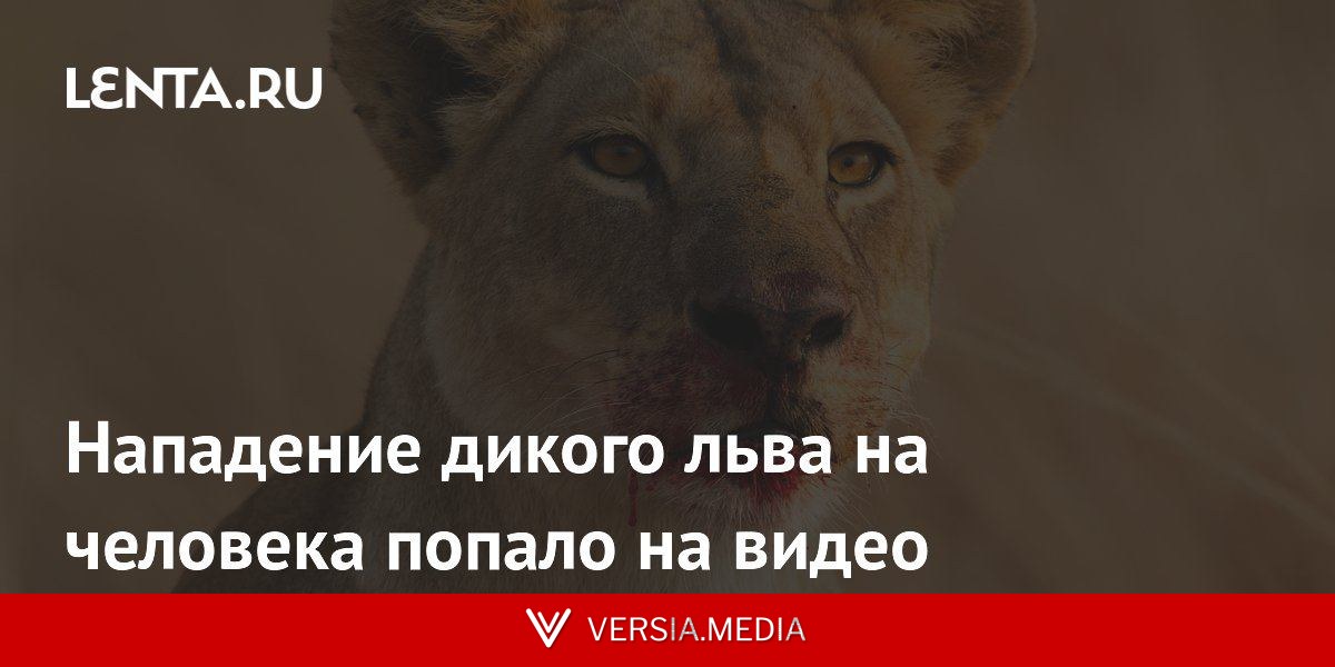 Нападение дикого льва на человека попало на видео