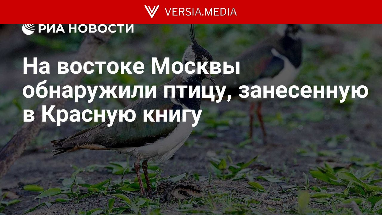 На востоке Москвы обнаружили птицу, занесенную в Красную книгу