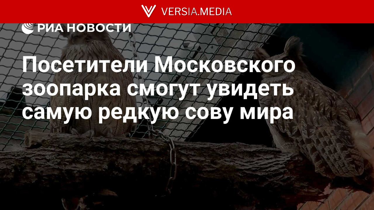 Посетители Московского зоопарка смогут увидеть самую редкую сову мира