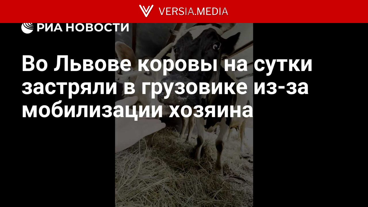 Во Львове коровы на сутки застряли в грузовике из-за мобилизации хозяина
