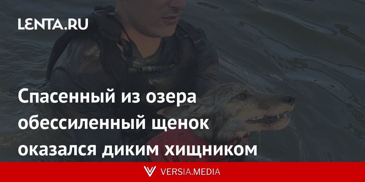Спасенный из озера обессиленный щенок оказался диким хищником