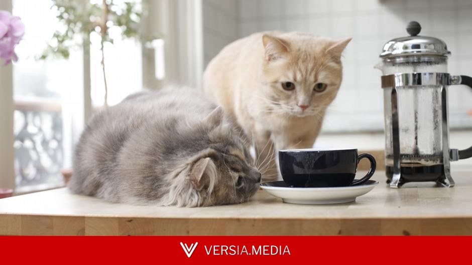 Что общего у кота с похмельем?