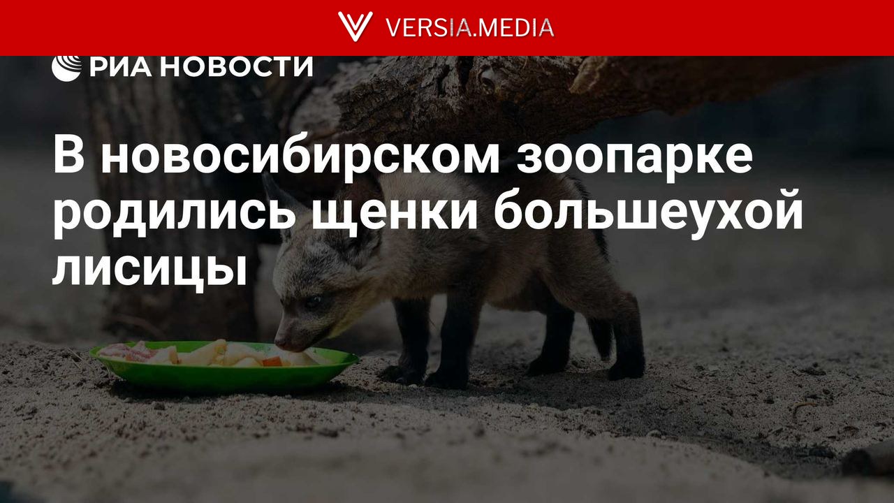 В новосибирском зоопарке родились щенки большеухой лисицы