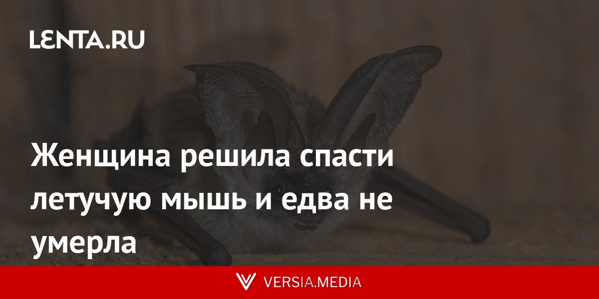 Женщина решила спасти летучую мышь и едва не умерла